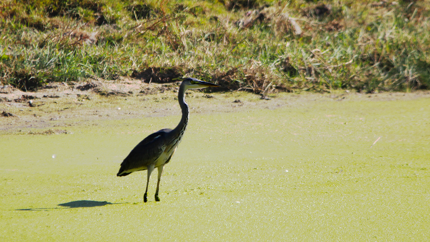 Gray Heron